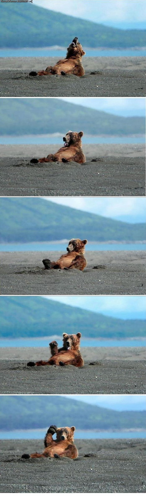 bear bear